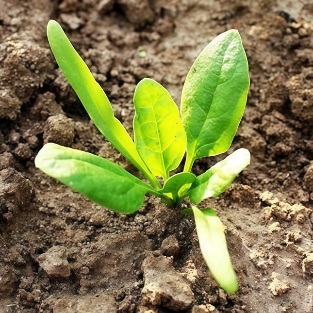 Spinacia oleracea 'Spinach' Leafy Green Seeds