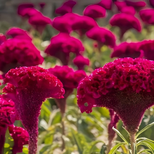 Classic Red Cockscomb Seeds - Celosia Cristata