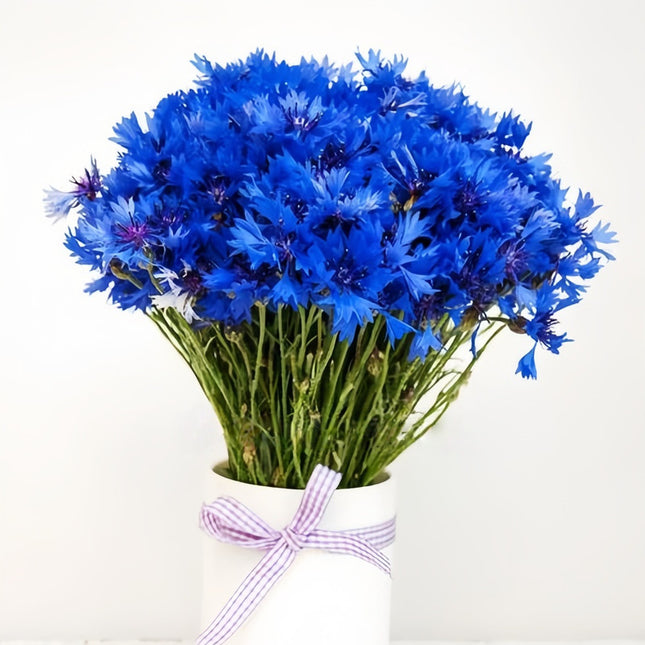 Blue Double-Petal Cornflower Seeds - Centaurea Cyanus