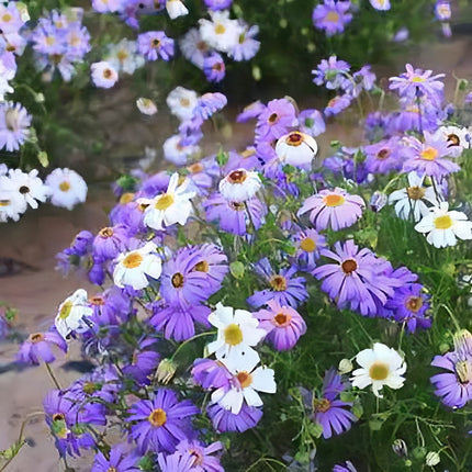 Brachycome Iberidifolia 'White' Swan River Daisy Seeds