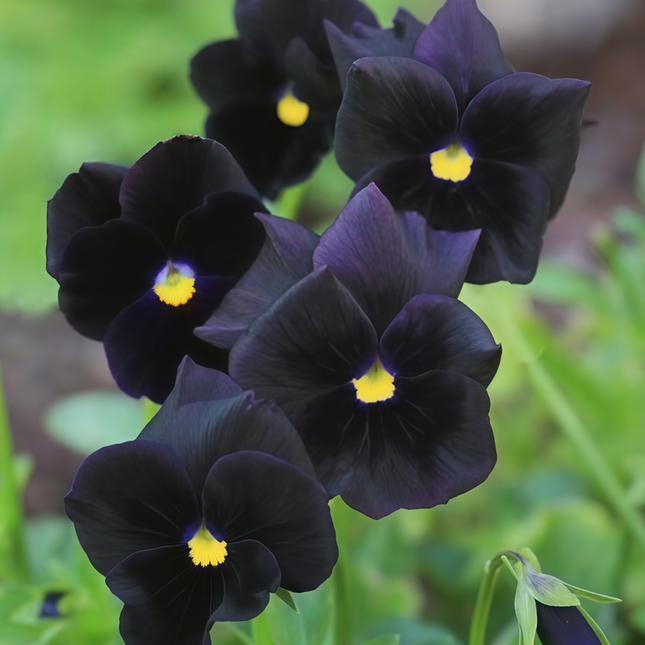 Viola Cornuta 'Black' Midnight Pansy Seeds