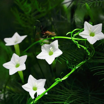 Ipomoea Quamoclit 'Mix' Cypress Vine Seeds