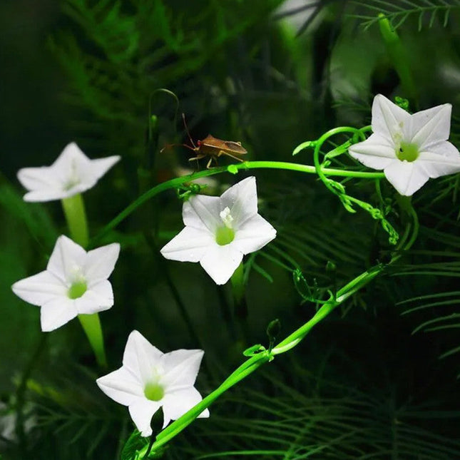 Ipomoea Quamoclit 'Mix' Cypress Vine Seeds