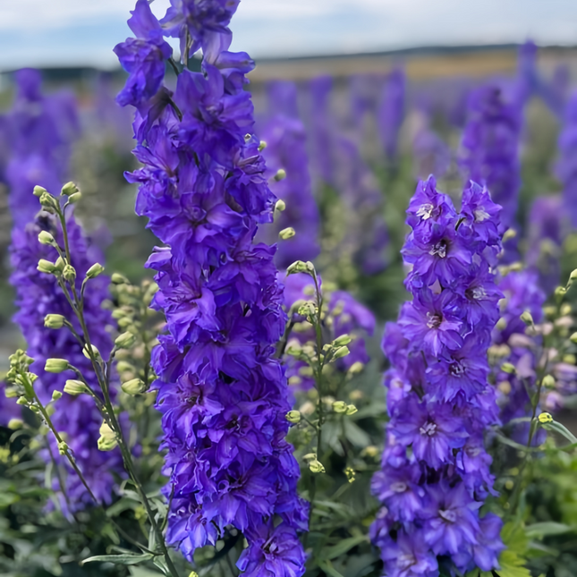 Delphinium Elatum 'Blue' Majestic Seeds
