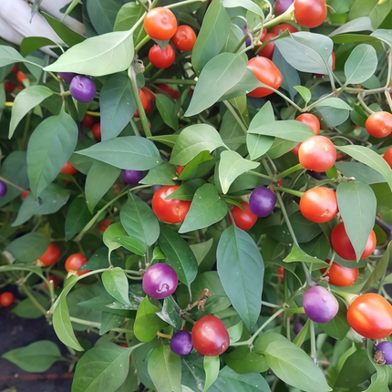 Capsicum annuum var. annuum 'Cherry' Sweet Pepper Seeds