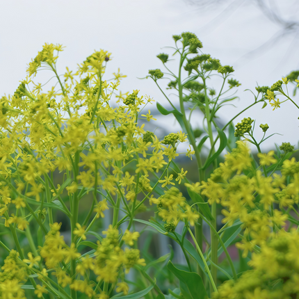 Isatis indigotica ‘Chinese Woad’ Natural Dye & Botanical Seeds