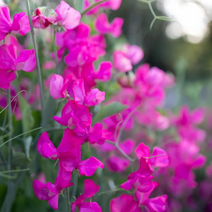 Lathyrus Odoratus 'Rose Red' Heirloom Seeds