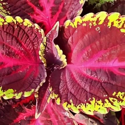 Coleus Scutellarioides 'Lace Red Heart' Ornamental Seeds