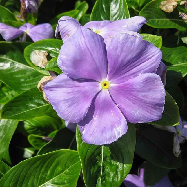 Catharanthus Roseus 'Blue' Rare Vinca Seeds