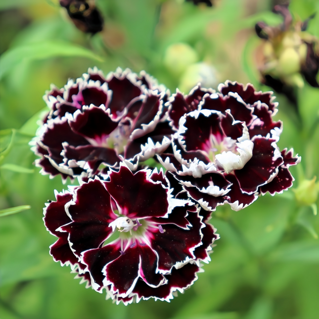Dianthus 'Dark Purple' Ornamental Seeds