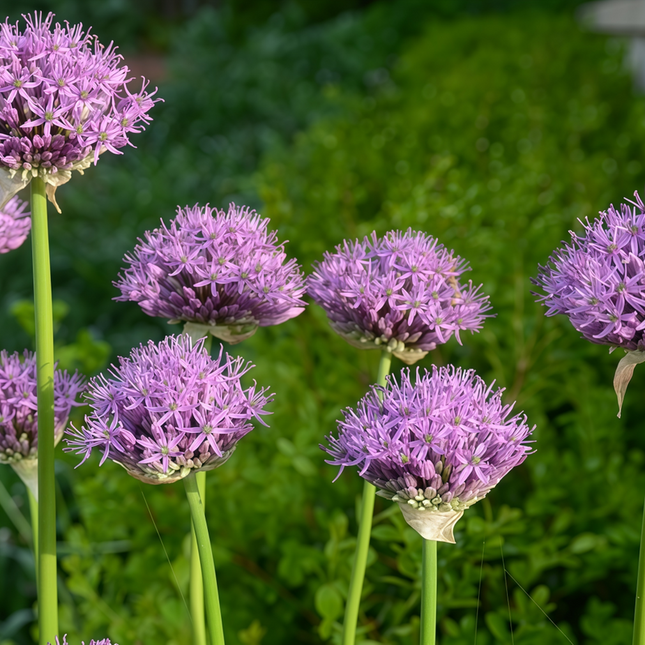Allium Senescens 'Purplish Red' Ornamental Onion Seeds
