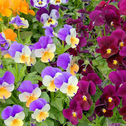 Viola Cornuta 'Medium Mix' Garden Pansy Seeds