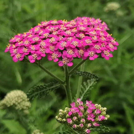 Achillea Millefolium 'Mix' Elegant Yarrow Seeds