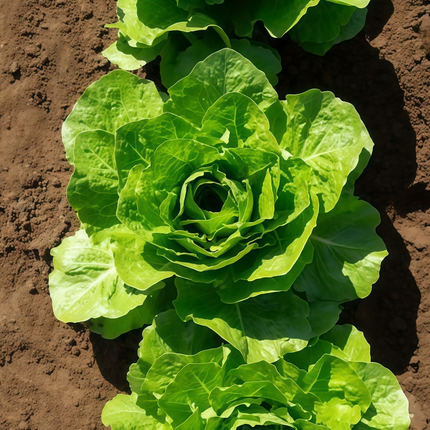 Lactuca sativa 'Common' Lettuce Seeds