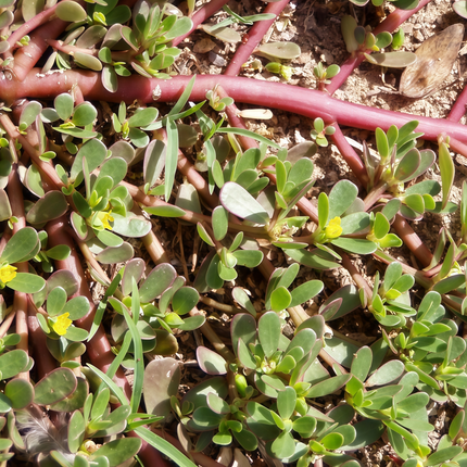 Portulaca oleracea 'Purslane' Vegetable & Herb Seeds