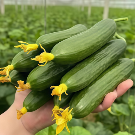 Citrullus lanatus 'Green' Watermelon Variety Seeds