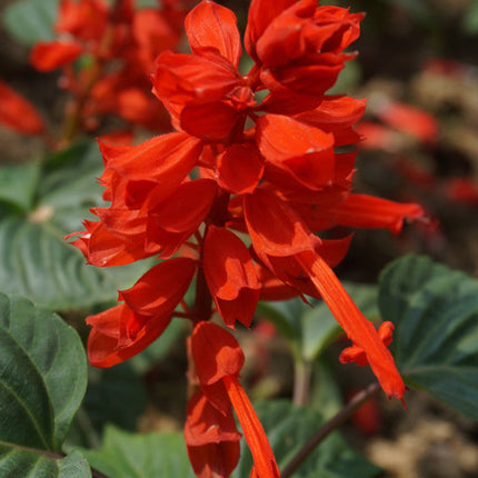 Salvia Splendens 'Red' Scarlet Sage Seeds