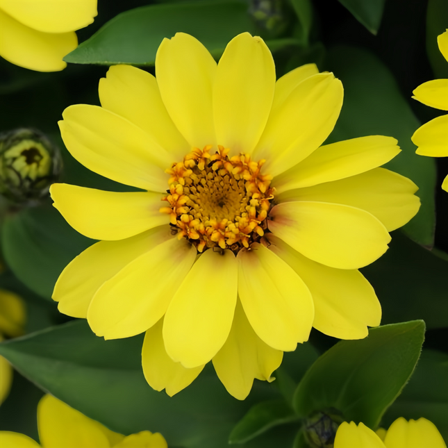 Zinnia Elegans 'Sun Yellow' Zinnia Bloom Seeds