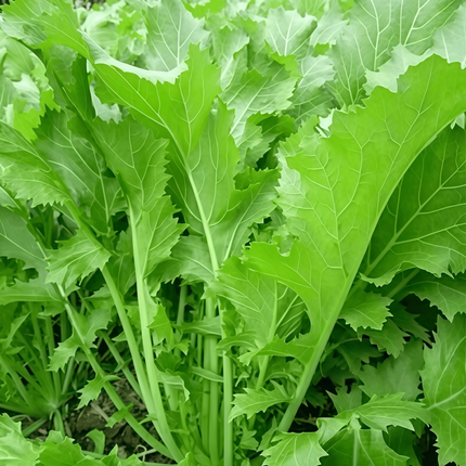 Brassica juncea var. multiceps 'Green' Multi-Shoot Mustard Seeds