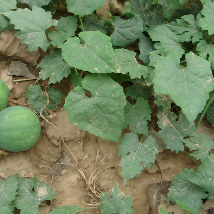 Trichosanthes kirilowii ‘Snakegourd’ Ornamental Climbing Vine Seeds