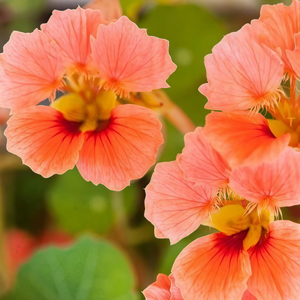 Tropaeolum Majus 'Mixed' Nasturtium Variety Seeds