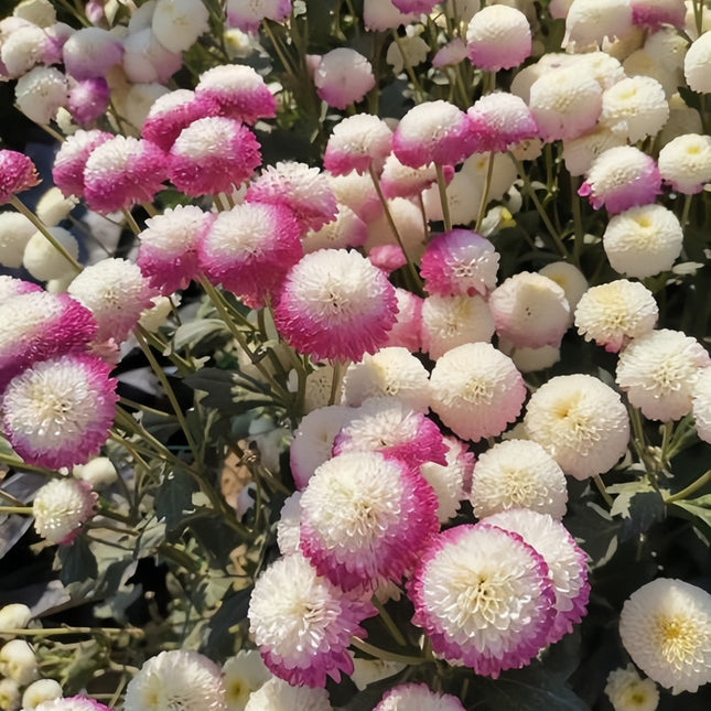 Sunset Medley Aster Seeds— Callistephus Chinensis Mix