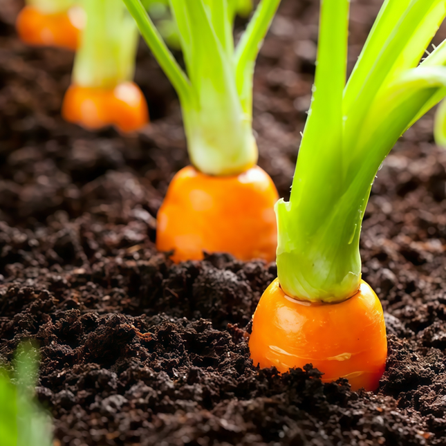 Daucus carota subsp. sativus 'Carrot' Root Vegetable Seeds