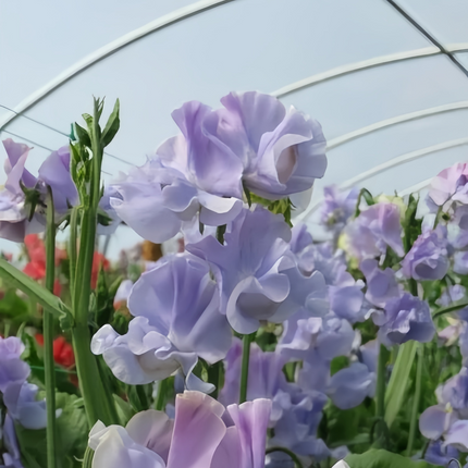 Lathyrus Odoratus 'Blue' Scented Seeds