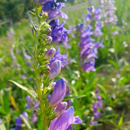 Scutellaria spp. 'Huang Qin' Medicinal Herb Seeds