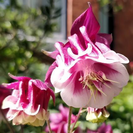 Aquilegia Vulgaris 'Double Purple' Columbine Seeds