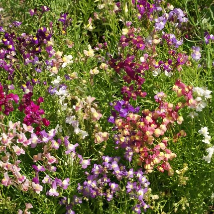 Linaria Vulgaris 'Mix' Toadflax Seeds