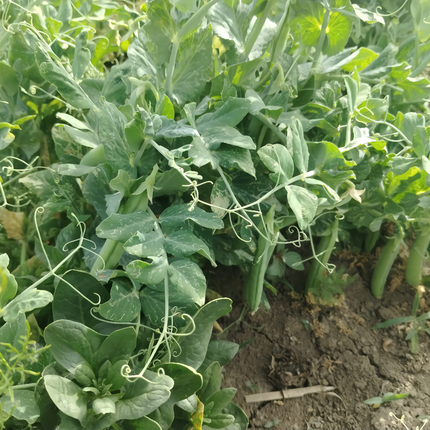 Pisum sativum 'Pea Sprouts' Microgreen Seeds