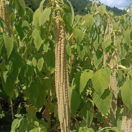 Amaranthus Caudatus 'Yellow' Cascading Seeds