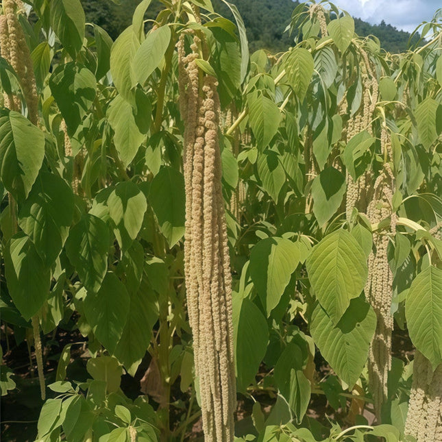 Amaranthus Caudatus 'Yellow' Cascading Seeds