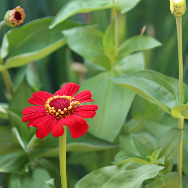 Zinnia Elegans 'Deep Red' Crimson Zinnia Seeds