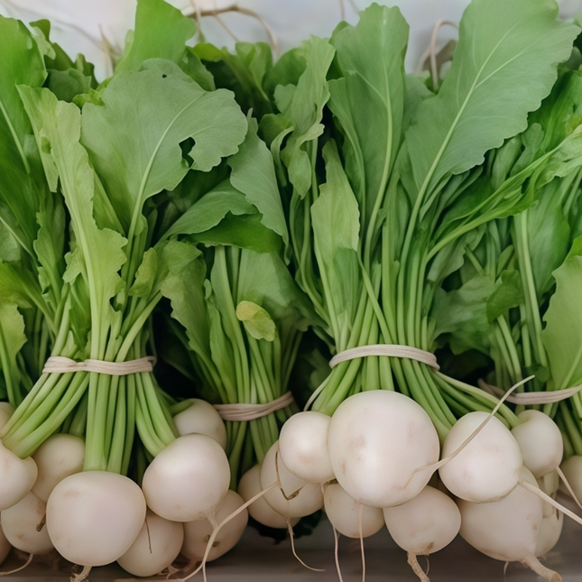 Raphanus sativus 'White Radish' Daikon-Type Seeds