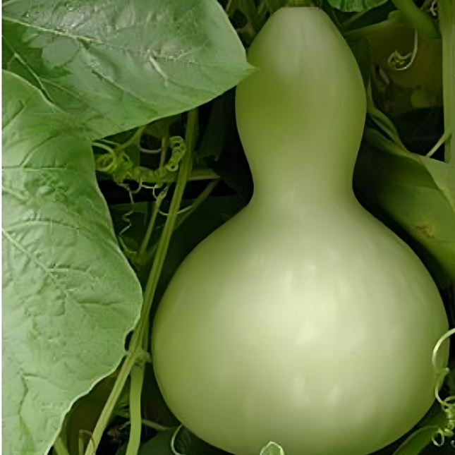 Lagenaria siceraria 'Green' Bottle Gourd Seeds