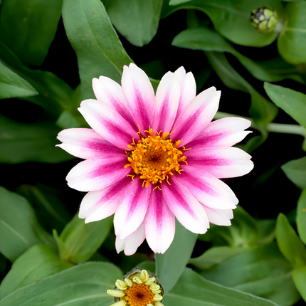 Zinnia Elegans 'Cherry Dual' Two-Tone Zinnia Seeds