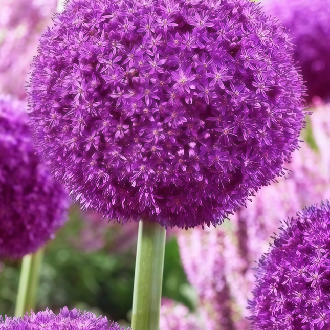 Allium Schoenoprasum 'Purplish Red' Ornamental Chives Seeds