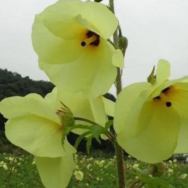 Abelmoschus Manihot 'Premium Mix' Ornamental Seeds