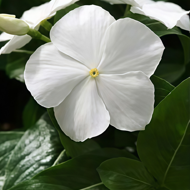 Catharanthus Roseus 'White' Vinca Flower Seeds