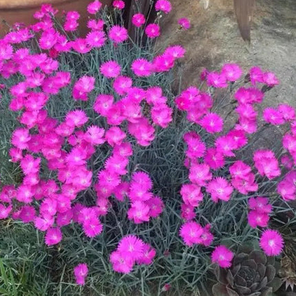 Armeria Maritima 'Pink' Sea Thrift Seeds
