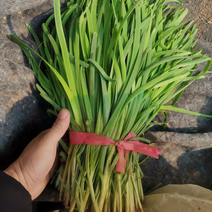 Allium porrum 'Leek' Allium Vegetable Seeds