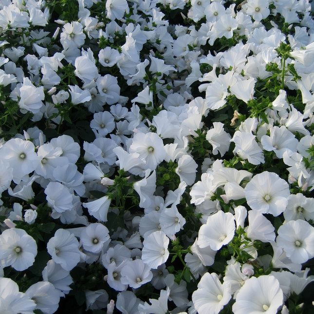 Lavatera Arborea 'White' Garden Mallow Seeds
