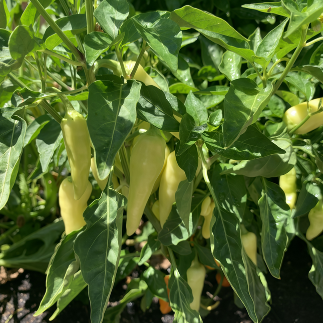 Capsicum annuum var. conoides 'Yellow' Golden Cone Pepper Seeds