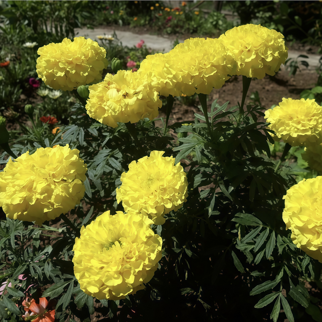 Tagetes Erecta 'Cream' African Marigold Seeds