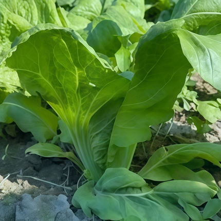 Brassica juncea var. multiceps 'Purple' Multi-Shoot Mustard Seeds
