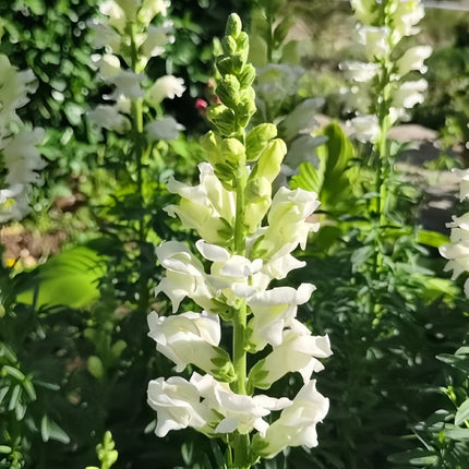 Antirrhinum Majus 'White' Ornamental Snapdragon Seeds