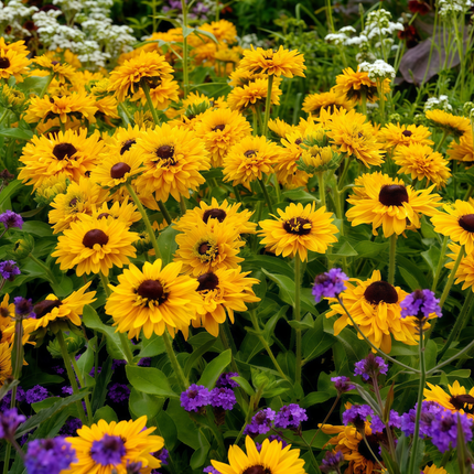 Rudbeckia Hirta 'Yellow Black' Black-Eyed Susan Seeds