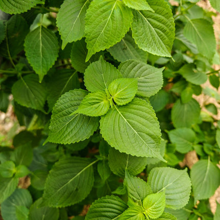 Perilla frutescens 'Zi Su' Medicinal Herb Seeds